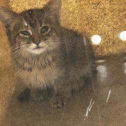 Shelter Stray Female Cat last seen , Animal Care & Control Team of Philly, 111 W Hunting Park Ave, Philadelphia, PA 19140, USA