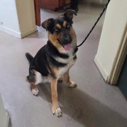 Shelter Stray Male Dog last seen , 361 S Raymond Ave, Pasadena, CA 91105, USA