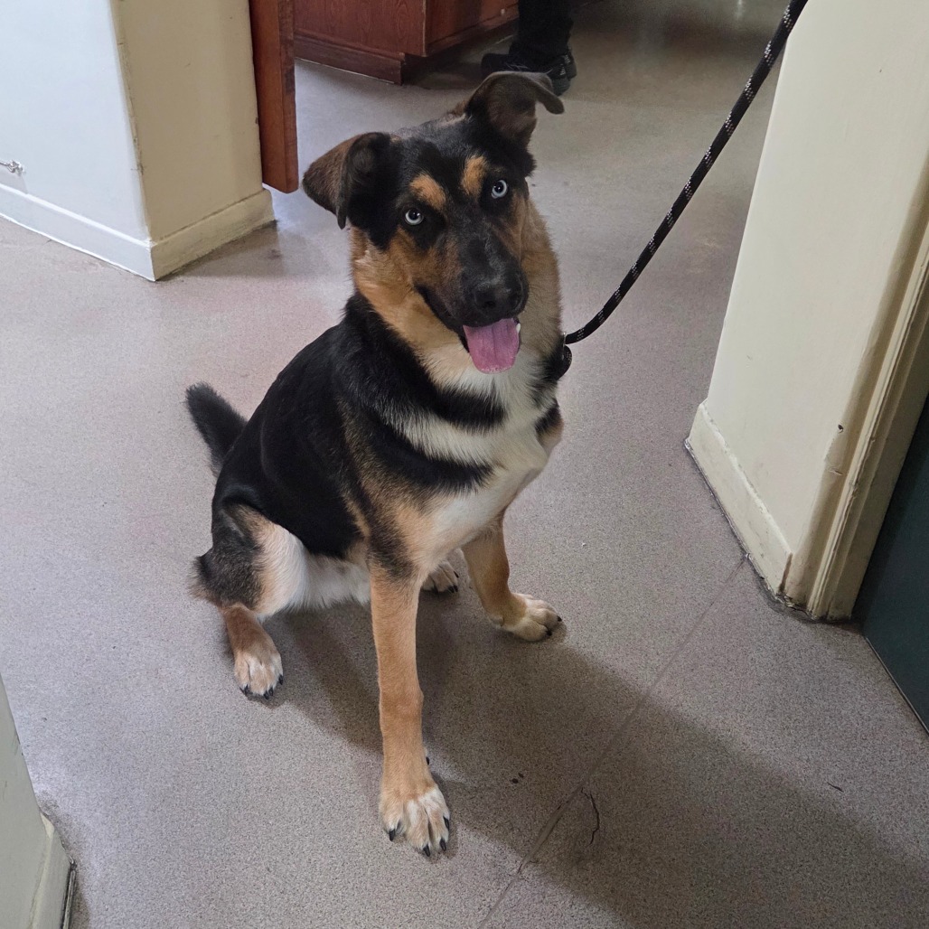 Shelter Stray Male Dog last seen , 361 S Raymond Ave, Pasadena, CA 91105, USA
