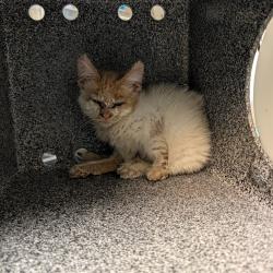 Shelter Stray Female Cat last seen , 361 S Raymond Ave, Pasadena, CA 91105, USA