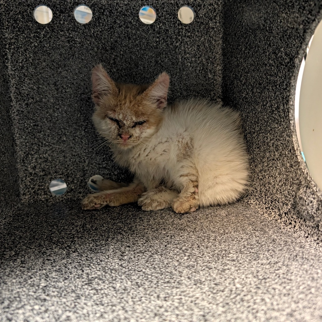 Shelter Stray Female Cat last seen , 361 S Raymond Ave, Pasadena, CA 91105, USA