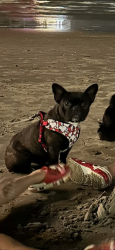 Lost Female Dog last seen Troulon, Houston, TX 77074