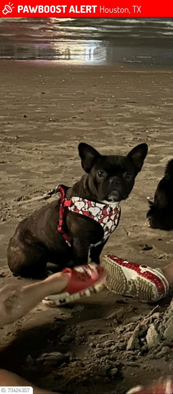 Lost Female Dog last seen Troulon, Houston, TX 77074
