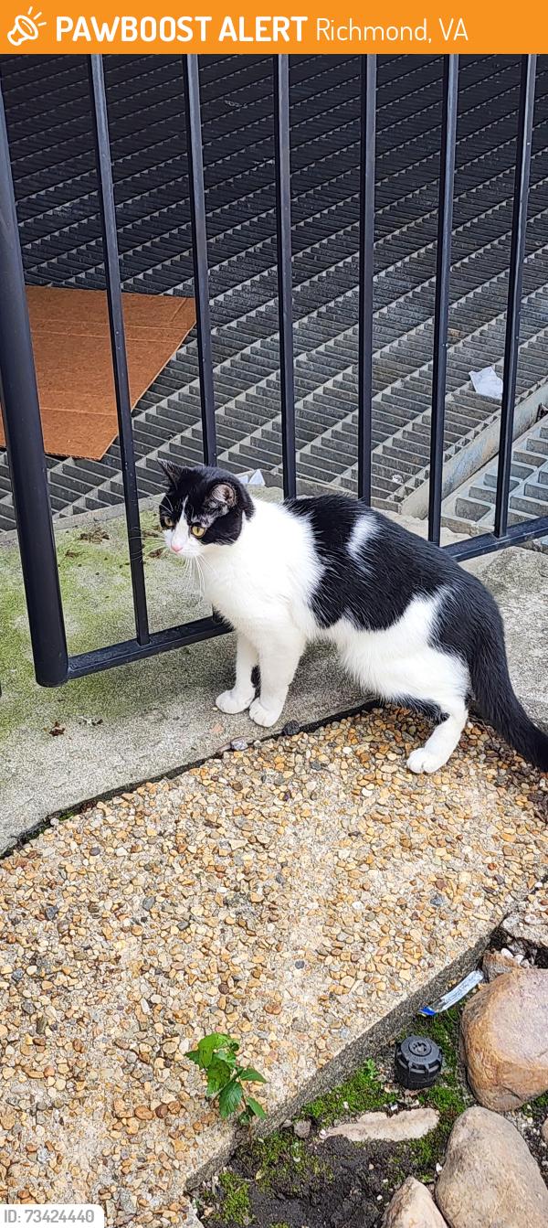Found/Stray Unknown Cat last seen S 17th street & Dock Street, Richmond, VA 23219