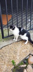 Found/Stray Unknown Cat last seen S 17th street & Dock Street, Richmond, VA 23219
