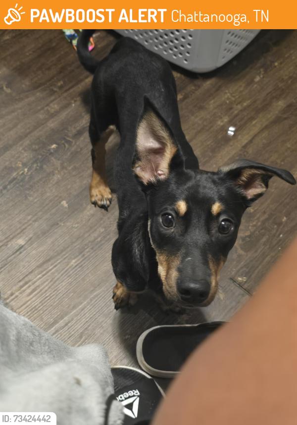 Found/Stray Male Dog last seen Belaire and pusgah ave, Chattanooga, TN 37411