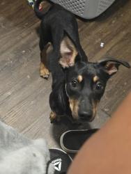 Found/Stray Male Dog last seen Belaire and pusgah ave, Chattanooga, TN 37411