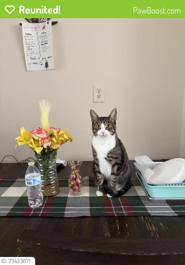 Reunited Male Cat last seen Near Columbus Pl, Stamford, CT 06907
