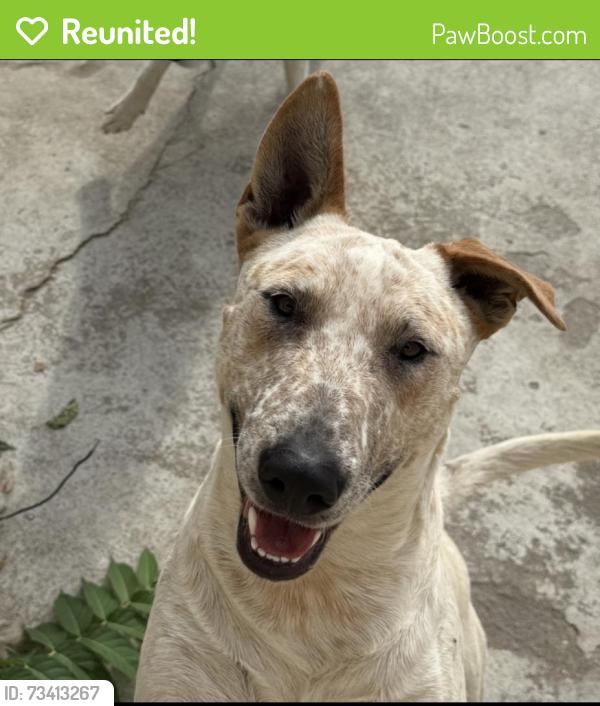 Reunited Male Dog last seen S Cookacre St, East Compton, CA 90221, USA, East Compton, CA 90221