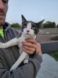 Found/Stray Male Cat last seen 147th St W, Apple Valley, Delaney Park, Apple Valley, MN 55124