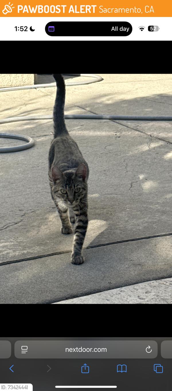 Found/Stray Male Cat last seen Wendy’s, Sacramento, CA 95833