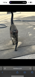 Found/Stray Male Cat last seen Wendy’s, Sacramento, CA 95833