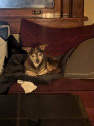 Reunited Male Dog last seen Knox Ave & Berwyn Ave, Berwyn, PA 19312