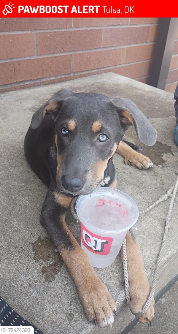 Lost Female Dog last seen 61st and riverside, Tulsa, OK 74105