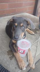 Lost Female Dog last seen 61st and riverside, Tulsa, OK 74105