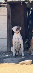 Lost Male Dog last seen Valero gas station, San Bernardino, CA 92404