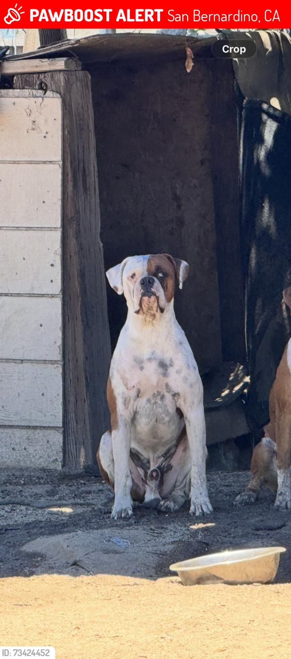 Lost Male Dog last seen Valero gas station, San Bernardino, CA 92404