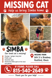 Lost Male Cat last seen 16th street, Rockford, IL 61104