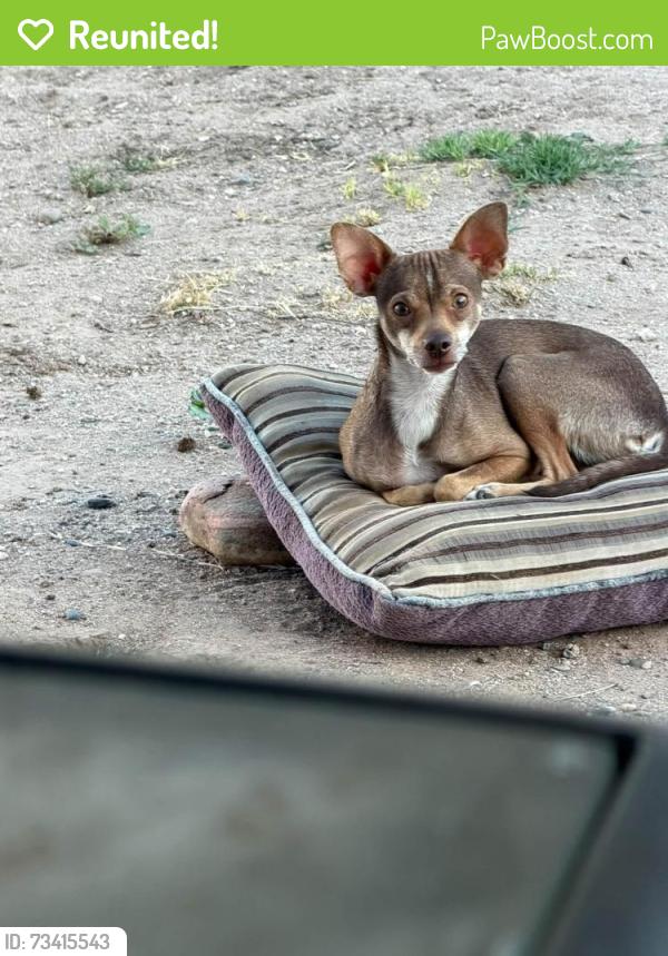 Reunited Male Dog last seen Near w country gables drive, Glendale, AZ 85306