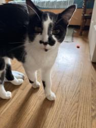 Found/Stray Female Cat last seen Adams St SE and Palo Alto, Albuquerque, NM 87108