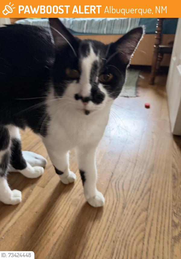 Found/Stray Female Cat last seen Adams St SE and Palo Alto, Albuquerque, NM 87108