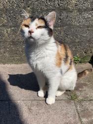 Lost Female Cat last seen Hampton crescent, kinda near the spar, Mid and East Antrim, Northern Ireland 
