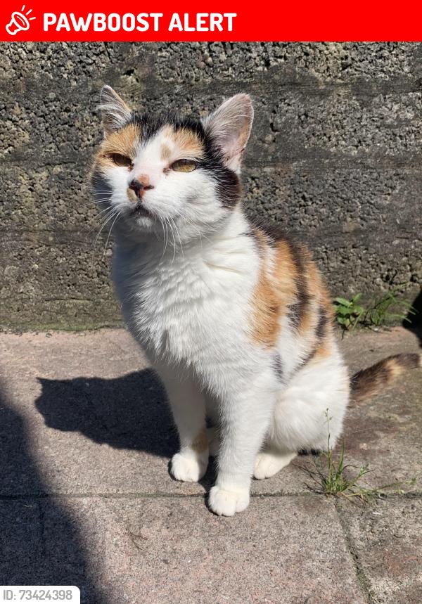 Lost Female Cat last seen Hampton crescent, kinda near the spar, Mid and East Antrim, Northern Ireland 