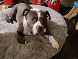 Reunited Male Dog last seen Live Oak, Live Oak, CA 95953