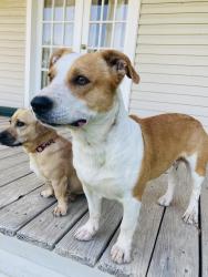 Lost Male Dog last seen Placid Refinery in Port Allen, Port Allen, LA 70767