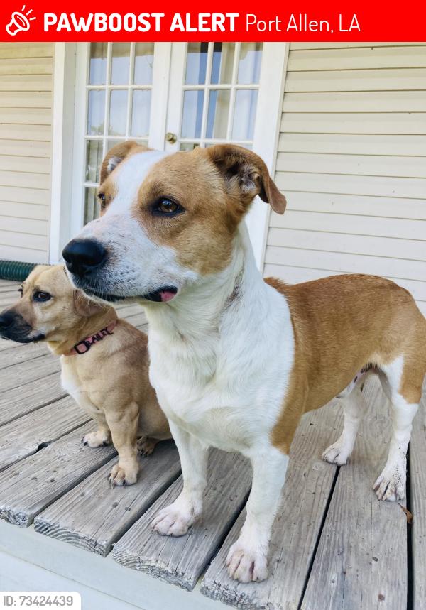 Lost Male Dog last seen Placid Refinery in Port Allen, Port Allen, LA 70767