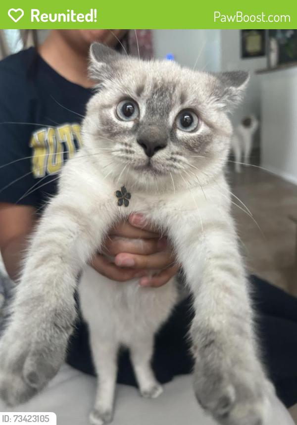 Reunited Male Cat last seen Regency Park, Lake Mary, Lake Mary, FL 32746