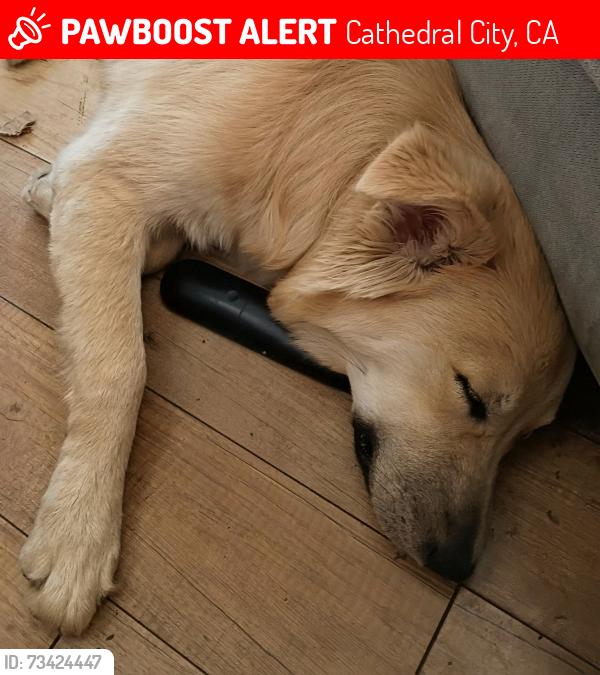 Lost Female Dog last seen Tramview Mobile Home Park, Cathedral City, CA 92234