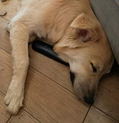 Lost Female Dog last seen Tramview Mobile Home Park, Cathedral City, CA 92234