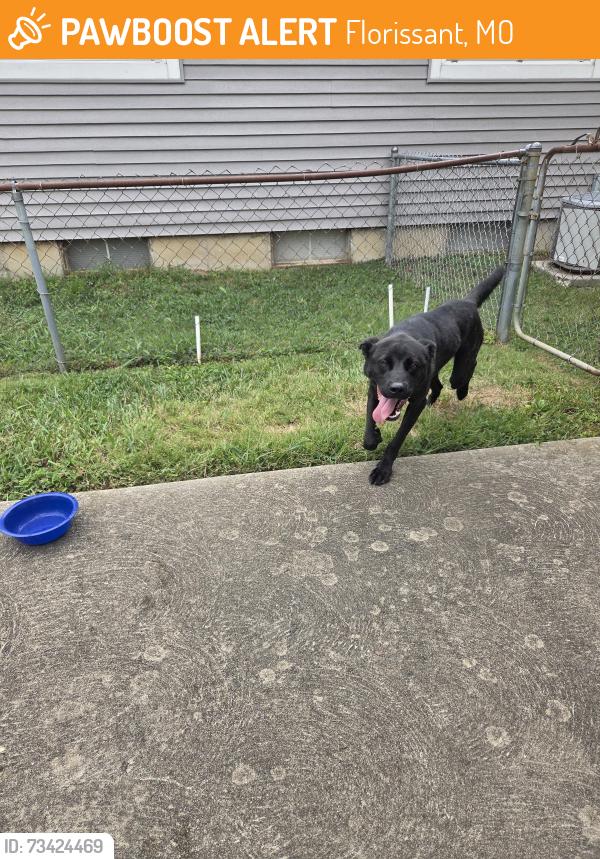 Found/Stray Female Dog last seen Borden & Sabrina, Florissant, MO 63031