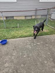 Found/Stray Female Dog last seen Borden & Sabrina, Florissant, MO 63031