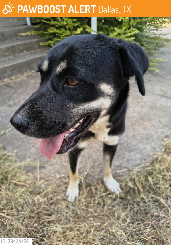 Found/Stray Female Dog last seen Walmart on ahort, Dallas, TX 75232