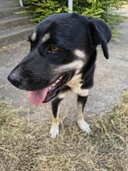 Found/Stray Female Dog last seen Walmart on ahort, Dallas, TX 75232