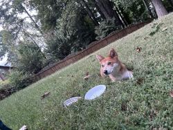 Found/Stray Female Dog last seen Near elmendorf drive, Kennesaw, GA 30144