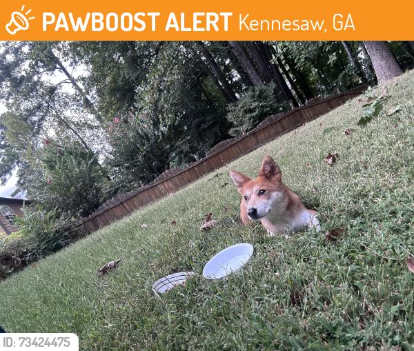 Found/Stray Female Dog last seen Near elmendorf drive, Kennesaw, GA 30144