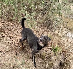 Reunited Male Dog last seen In the silvermill area off greenhouse and morton Rd, Katy, TX 77449