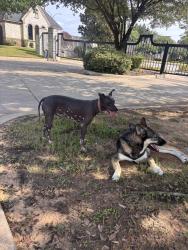 Found/Stray Male Dog last seen Sublett Calendar, Arlington, TX 76017