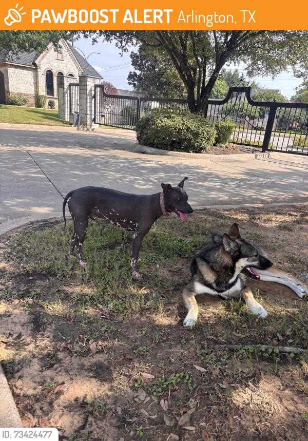 Found/Stray Male Dog last seen Sublett Calendar, Arlington, TX 76017