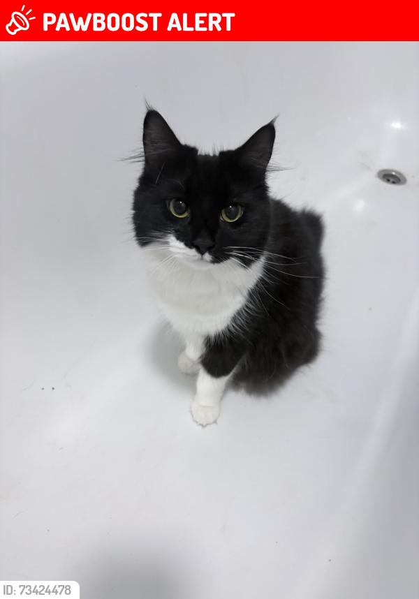 Lost Female Cat last seen Camberwell, Greater London, England 