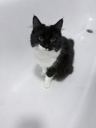 Lost Female Cat last seen Camberwell, Greater London, England 