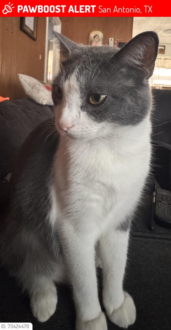Lost Male Cat last seen Royston and Jennings, San Antonio, TX 78225