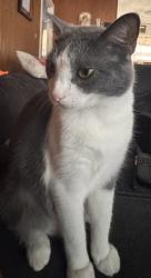 Lost Male Cat last seen Royston and Jennings, San Antonio, TX 78225