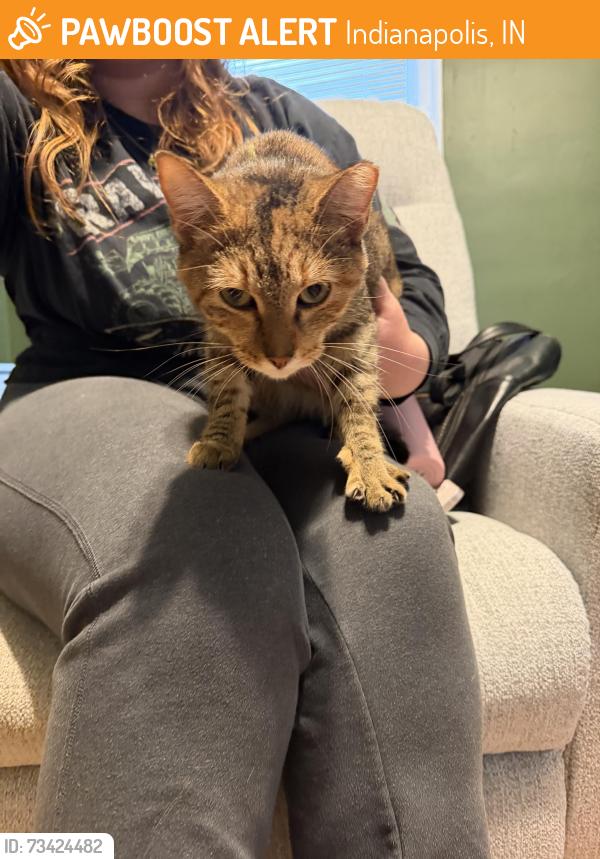 Found/Stray Female Cat last seen In parking lot of Eskenazi mental health center, Indianapolis, IN 46218