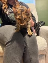 Found/Stray Female Cat last seen In parking lot of Eskenazi mental health center, Indianapolis, IN 46218
