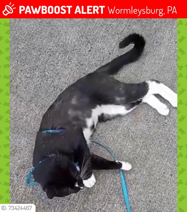 Lost Male Cat last seen Wormleysburg Knisley fire hall, Wormleysburg, PA 17043