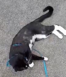 Lost Male Cat last seen Wormleysburg Knisley fire hall, Wormleysburg, PA 17043